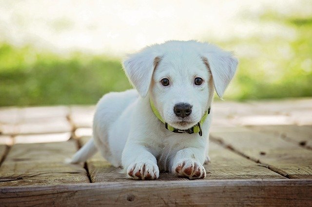 bílé štěně